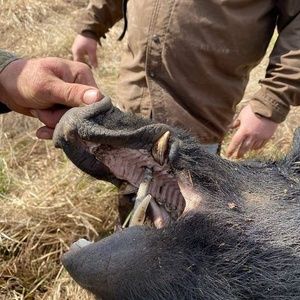 Meet your Posher, Wayne